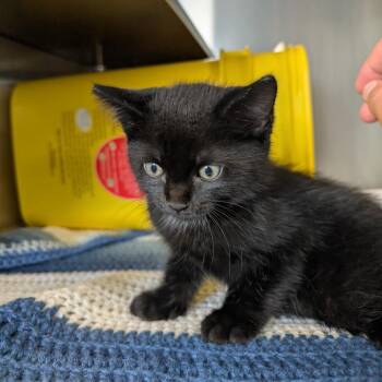 Eustace -  Domestic Short Hair Cat Available for Adoption in Manhattan, Kansas - Eustace | PetCurious