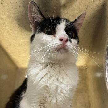 SVAS-Stray-38846 -  Domestic Short Hair Cat for Adoption in Lyndhurst, Virginia - SVAS-Stray-38846 | PetCurious