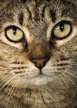 Domestic Short Hair Cats Available for Adoption - Marigold | PetCurious