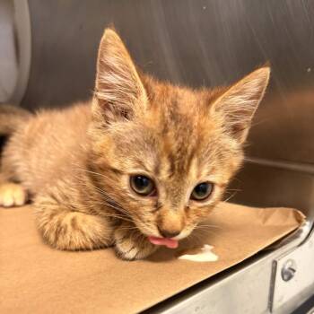 Pennywise -  Domestic Short Hair Cat for Adoption in Greenville, South Carolina - Pennywise | PetCurious