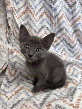 Dos Amigos -  Domestic Short Hair Cat for Adoption in Madison, Georgia - Dos Amigos | PetCurious