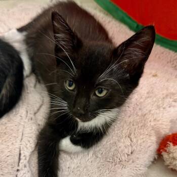 Mr. Tux -  Domestic Short Hair Cat for Adoption in NEW PT RICHEY, Florida - Mr. Tux | PetCurious