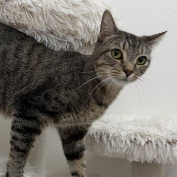 Sorbet -  Domestic Short Hair Cat for Adoption in Newberg, Oregon - Sorbet | PetCurious