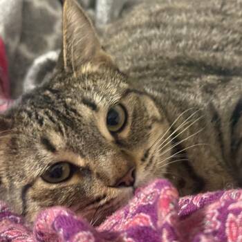 Tabby Cats Available for Adoption - June | PetCurious
