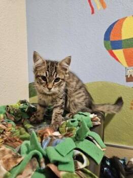 Domestic Medium Hair and Domestic Short Hair Cats Available for Adoption in Pleasanton, California - Megatron | PetCurious