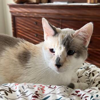 Cucumber -  Siamese Cat for Adoption in Denver, Colorado - Cucumber | PetCurious