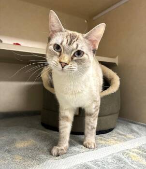 Siamese Cats Available for Adoption - Hannah | PetCurious