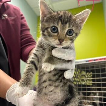 Allie -  Domestic Short Hair Cat for Adoption in Mooresville, North Carolina - Allie | PetCurious