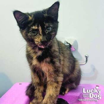 Little Firefly -  Domestic Short Hair Cat for Adoption in Washington, District Of Columbia - Little Firefly | PetCurious