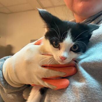 Bugs -  Domestic Short Hair Cat for Adoption in Winchester, Virginia - Bugs | PetCurious