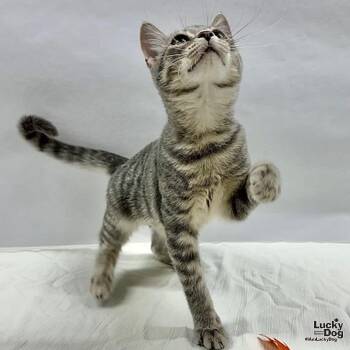 Montana -  Domestic Short Hair and Tabby Cat for Adoption in Washington, District Of Columbia - Montana | PetCurious