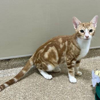 Cheddar -  Domestic Short Hair Cat for Adoption in Sonoma, California - Cheddar | PetCurious