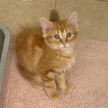 Bert -  Domestic Medium Hair Cat for Adoption in Durham, North Carolina - Bert | PetCurious