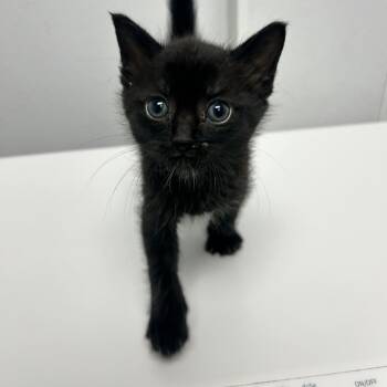 Gill -  Domestic Medium Hair Cat Available for Adoption in Abilene, Texas - Gill | PetCurious