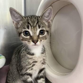 Hugo -  Domestic Short Hair Cat for Adoption in West Palm Beach, Florida - Hugo | PetCurious