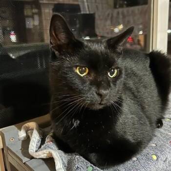 Rescue Domestic Short Hair Cats for Adoption in East Brunswick, New Jersey - Ace | PetCurious