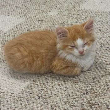 Fanta -  Domestic Medium Hair Cat for Adoption in Jarrettsville, Maryland - Fanta | PetCurious