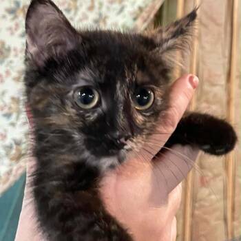 Miss Cecily -  Domestic Short Hair Cat for Adoption in Inwood, West Virginia - Miss Cecily | PetCurious