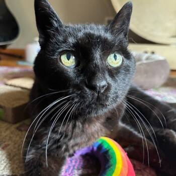 Rescue Domestic Short Hair Cats for Adoption in Des Moines, Iowa - Amna | PetCurious