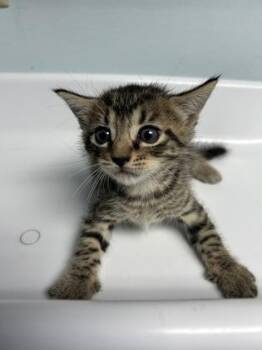 Timbur -  Domestic Short Hair Cat for Adoption in Largo, Florida - Timbur | PetCurious