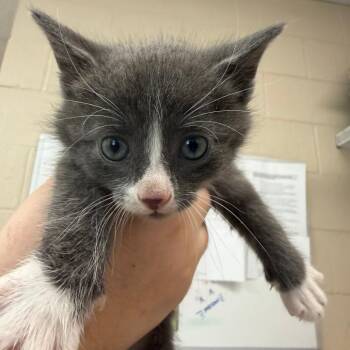 Domestic Short Hair Cats Available for Adoption in Troy, Virginia - Cody | PetCurious