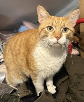 Domestic Short Hair Cats Available for Adoption in Newtown Square, Pennsylvania - Freckles | PetCurious