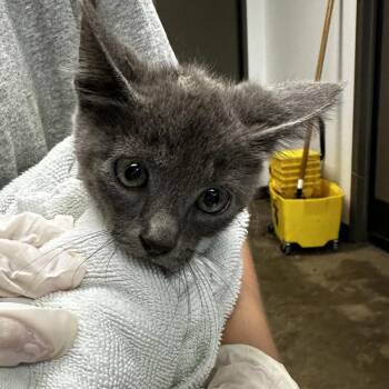 Domestic Medium Hair Cats Available for Adoption - Panther | PetCurious