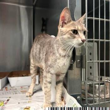 Myra -  Domestic Short Hair Cat for Adoption in West Palm Beach, Florida - Myra | PetCurious
