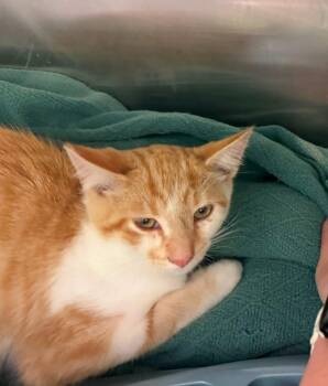 Loki -  Tabby Cat for Adoption in La Porte, Indiana - Loki | PetCurious