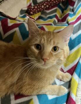 Domestic Short Hair Cats Available for Adoption in Blasdell, New York - Pumpkin | PetCurious
