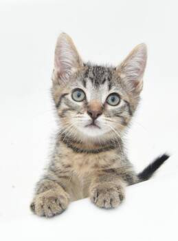 Tabby Cats Available for Adoption in San Antonio, Texas - Pecan | PetCurious