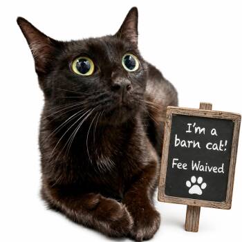 Feral Gabby -  Domestic Short Hair Cat for Adoption in Columbiana, Alabama - Feral Gabby | PetCurious