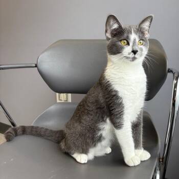 Pod -  Domestic Short Hair Cat for Adoption in Clavet, Saskatchewan - Pod | PetCurious