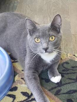 Lucy -  Domestic Short Hair Cat for Adoption in Pickering, Ontario - Lucy | PetCurious