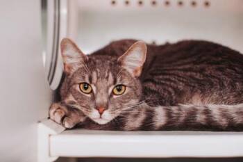 Domestic Short Hair Cats Available for Adoption - 90876a Jack- Pounce Cat Cafe | PetCurious