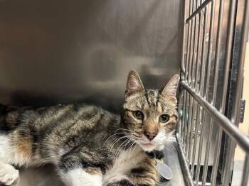 Domestic Short Hair Cats Available for Adoption in Rancho Cucamonga, California - BOO | PetCurious