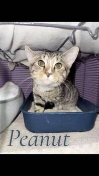Domestic Short Hair Cats Available for Adoption in Westminster, Maryland - PEANUT | PetCurious