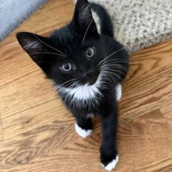 Domestic Short Hair Cats Available for Adoption in Candler, North Carolina - Pawtucket | PetCurious