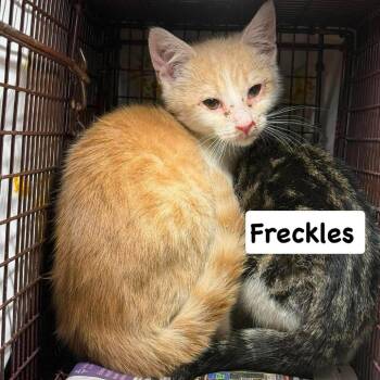 Freckles -  Domestic Short Hair Cat for Adoption in Philadelphia, Pennsylvania - Freckles | PetCurious