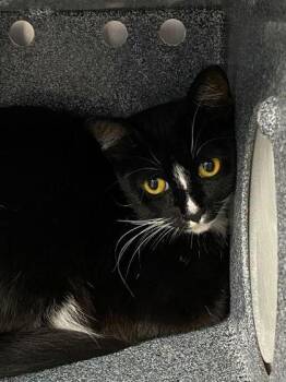 Domestic Short Hair Cats Available for Adoption in Daytona Beach, Florida - Waffle House | PetCurious