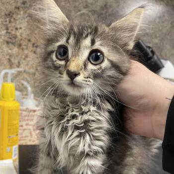Daphne -  Domestic Medium Hair Cat for Adoption in Dickinson, Texas - Daphne | PetCurious
