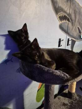 Moonstone -  Domestic Short Hair Cat Available for Adoption in Dallas, Texas - Moonstone | PetCurious