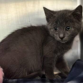Domestic Short Hair Cats Available for Adoption in Riverside, California - BUNNY | PetCurious
