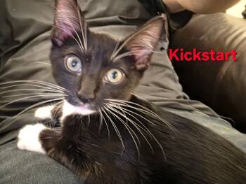 KICKSTART -  Tuxedo and Domestic Short Hair Cat for Adoption - KICKSTART | PetCurious