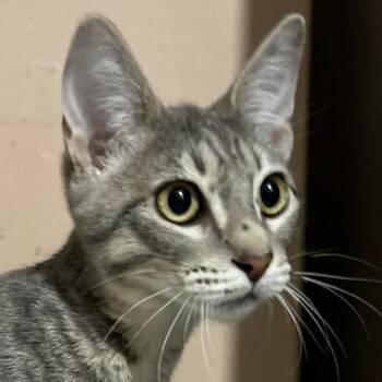 Domestic Short Hair Cats Available for Adoption - Boo | PetCurious