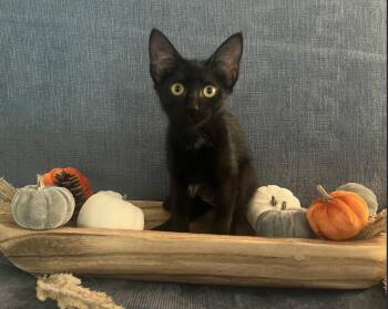 Rescue Domestic Short Hair Cats for Adoption in Houston, Texas - Bitsy | PetCurious