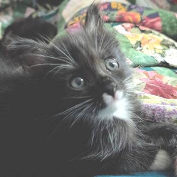 Onyx -  Domestic Medium Hair Cat for Adoption in Cumming, Georgia - Onyx | PetCurious