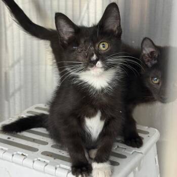 Ivy -  Domestic Short Hair Cat for Adoption in Richmond, Missouri - Ivy | PetCurious
