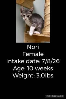 Nori -  Domestic Short Hair Cat for Adoption in Staffordsville, Kentucky - Nori | PetCurious