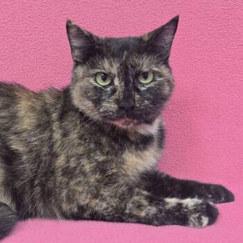 Molasses -  Tortoiseshell Cat for Adoption in Frankfort, Indiana - Molasses | PetCurious